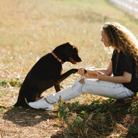 Ebrendészet és Gyepmersteri Telep Balatonfüred