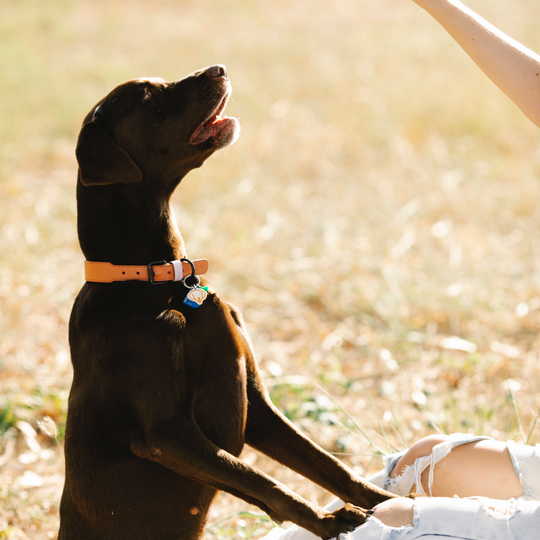 Ebrendészet és Gyepmersteri Telep Balatonfüred