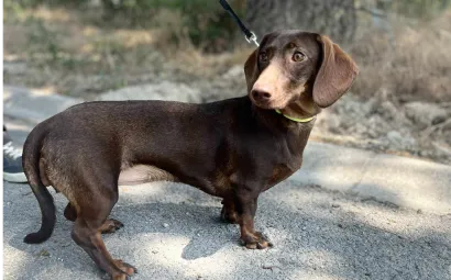 Ebrendészet és Gyepmersteri Telep Balatonfüred