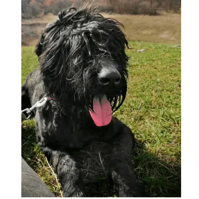 Ebrendészet és Gyepmersteri Telep Balatonfüred