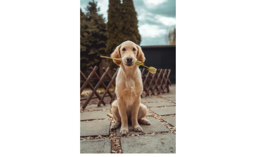 Ebrendészet és Gyepmersteri Telep Balatonfüred