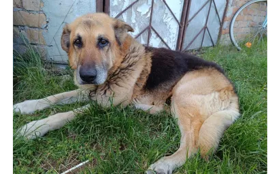 Ebrendészet és Gyepmersteri Telep Balatonfüred