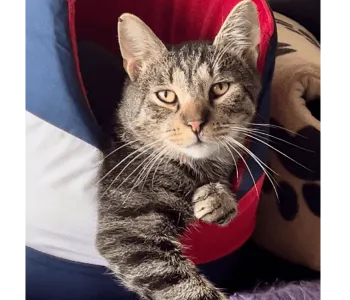 Ebrendészet és Gyepmersteri Telep Balatonfüred