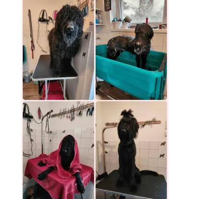 Ebrendészet és Gyepmersteri Telep Balatonfüred