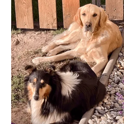 Ebrendészet és Gyepmersteri Telep Balatonfüred