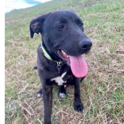 Ebrendészet és Gyepmersteri Telep Balatonfüred