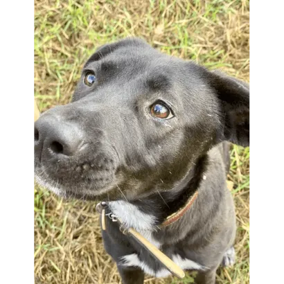 Ebrendészet és Gyepmersteri Telep Balatonfüred