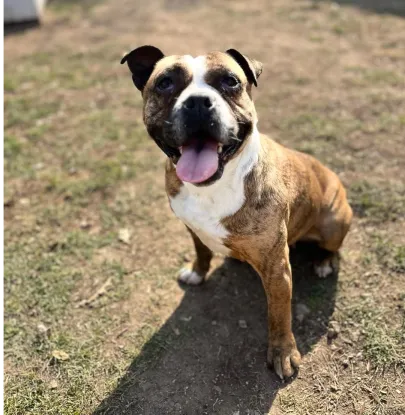 Ebrendészet és Gyepmersteri Telep Balatonfüred