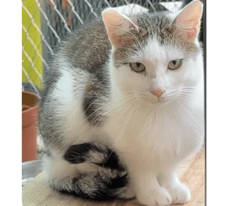 Ebrendészet és Gyepmersteri Telep Balatonfüred