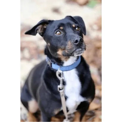 Ebrendészet és Gyepmersteri Telep Balatonfüred