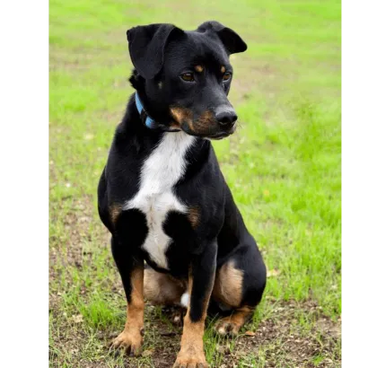 Ebrendészet és Gyepmersteri Telep Balatonfüred