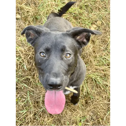 Ebrendészet és Gyepmersteri Telep Balatonfüred