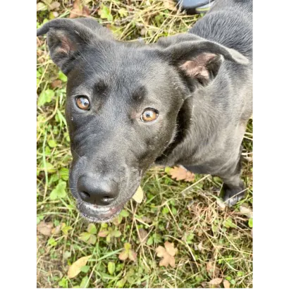 Ebrendészet és Gyepmersteri Telep Balatonfüred