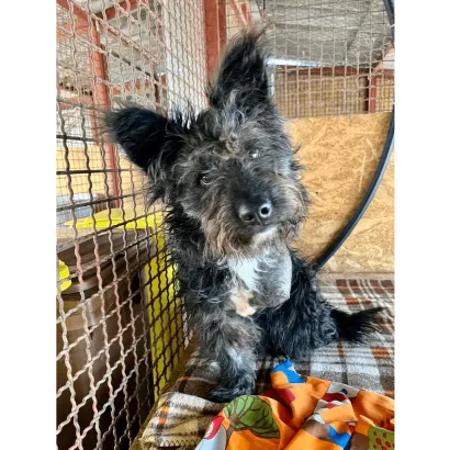 Ebrendészet és Gyepmersteri Telep Balatonfüred