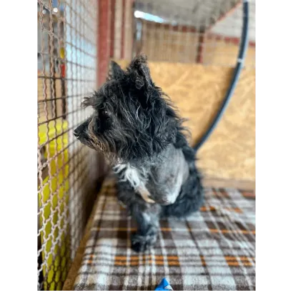 Ebrendészet és Gyepmersteri Telep Balatonfüred