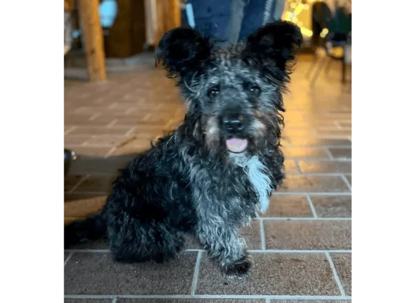 Ebrendészet és Gyepmersteri Telep Balatonfüred