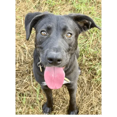 Ebrendészet és Gyepmersteri Telep Balatonfüred