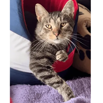 Ebrendészet és Gyepmersteri Telep Balatonfüred