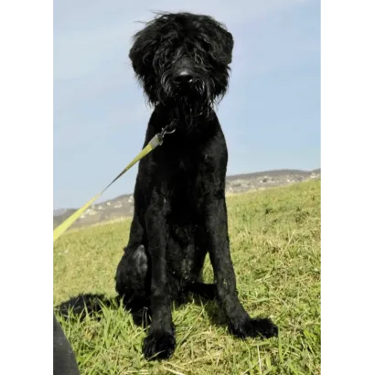 Ebrendészet és Gyepmersteri Telep Balatonfüred