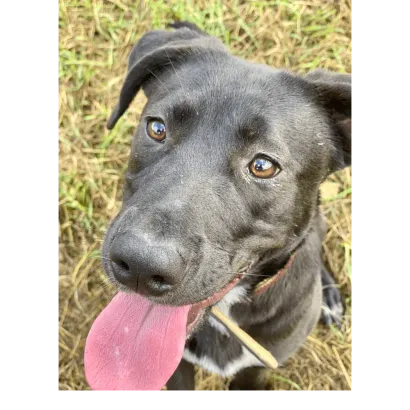 Ebrendészet és Gyepmersteri Telep Balatonfüred