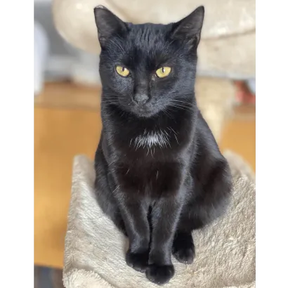 Ebrendészet és Gyepmersteri Telep Balatonfüred