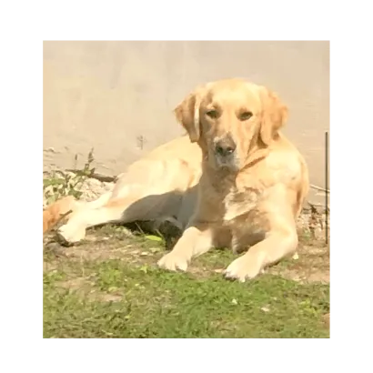 Ebrendészet és Gyepmersteri Telep Balatonfüred