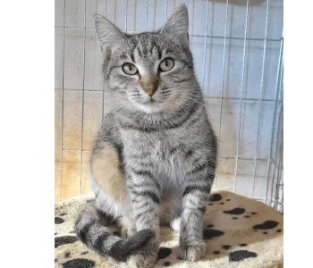 Ebrendészet és Gyepmersteri Telep Balatonfüred