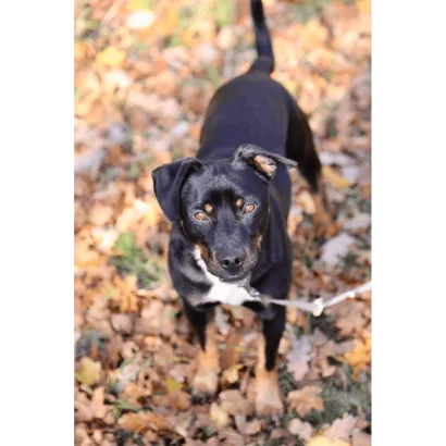 Ebrendészet és Gyepmersteri Telep Balatonfüred