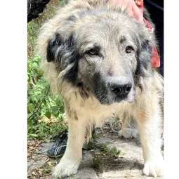 Ebrendészet és Gyepmersteri Telep Balatonfüred