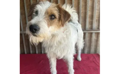 Ebrendészet és Gyepmersteri Telep Balatonfüred