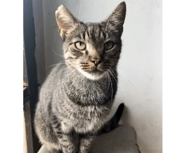 Ebrendészet és Gyepmersteri Telep Balatonfüred