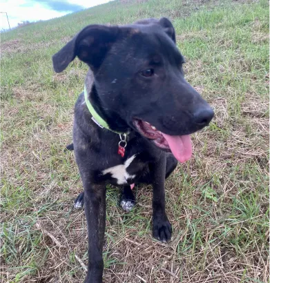 Ebrendészet és Gyepmersteri Telep Balatonfüred