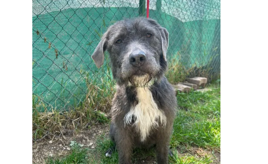 Ebrendészet és Gyepmersteri Telep Balatonfüred