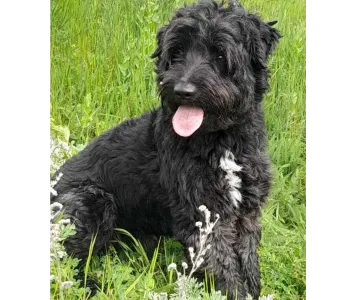 Ebrendészet és Gyepmersteri Telep Balatonfüred