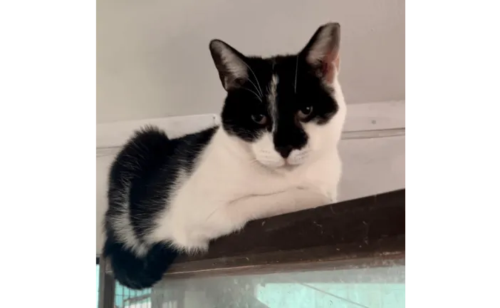 Ebrendészet és Gyepmersteri Telep Balatonfüred