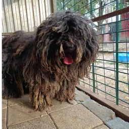 Ebrendészet és Gyepmersteri Telep Balatonfüred