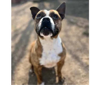 Ebrendészet és Gyepmersteri Telep Balatonfüred