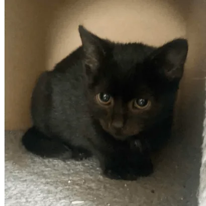 Ebrendészet és Gyepmersteri Telep Balatonfüred