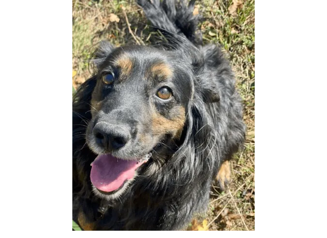 Ebrendészet és Gyepmersteri Telep Balatonfüred