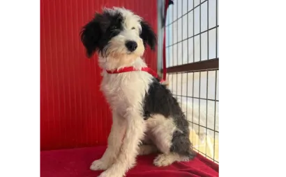 Ebrendészet és Gyepmersteri Telep Balatonfüred