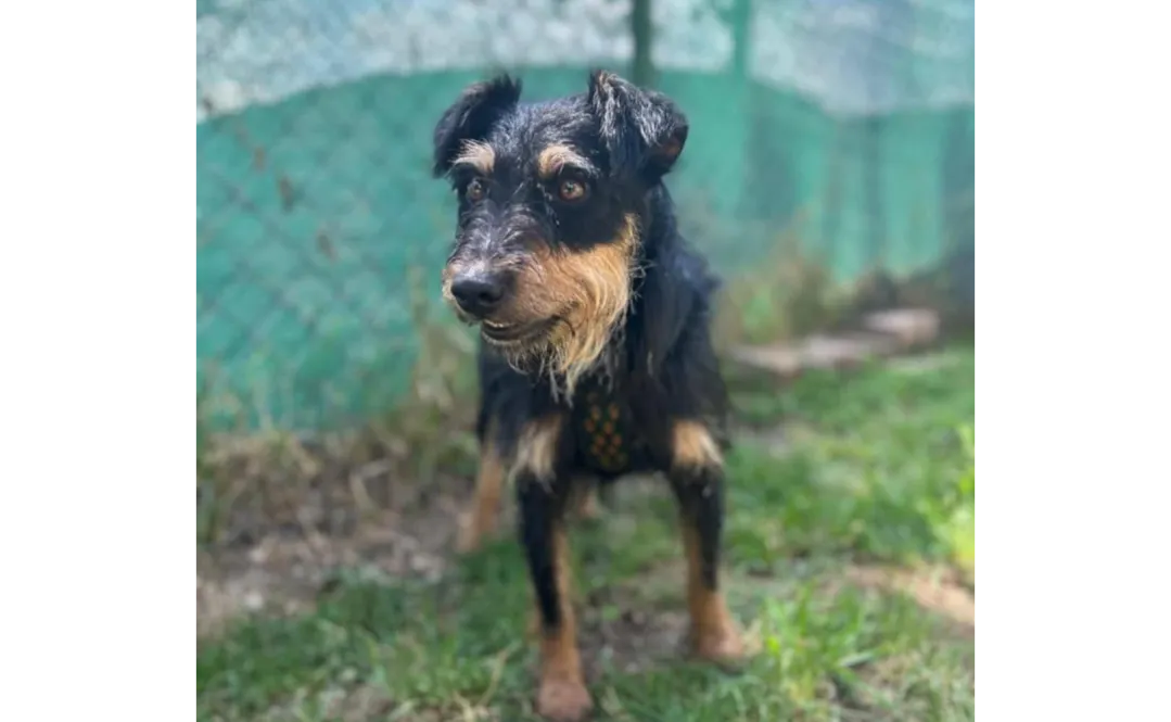 Ebrendészet és Gyepmersteri Telep Balatonfüred