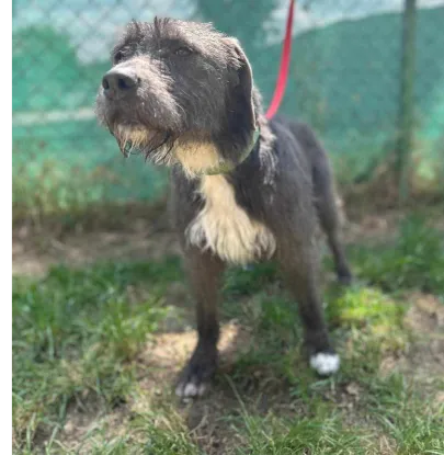 Ebrendészet és Gyepmersteri Telep Balatonfüred