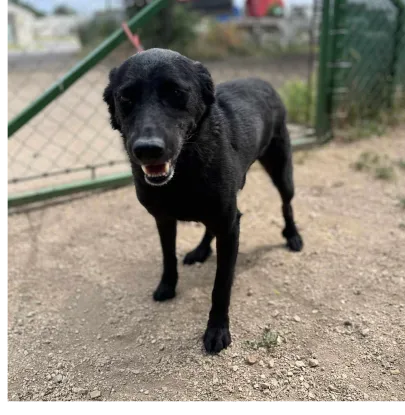 Ebrendészet és Gyepmersteri Telep Balatonfüred