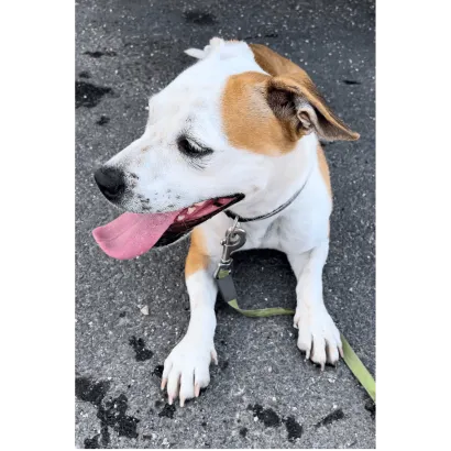 Ebrendészet és Gyepmersteri Telep Balatonfüred