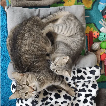 Ebrendészet és Gyepmersteri Telep Balatonfüred