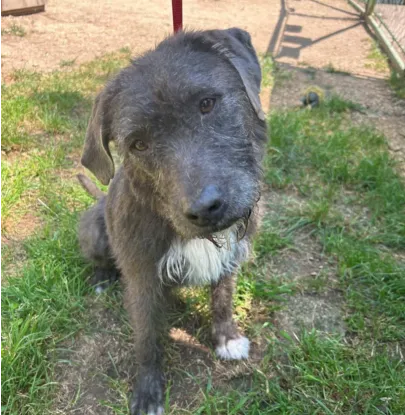 Ebrendészet és Gyepmersteri Telep Balatonfüred