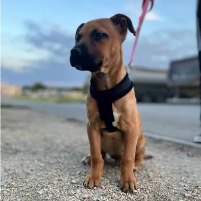 Ebrendészet és Gyepmersteri Telep Balatonfüred