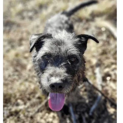 Ebrendészet és Gyepmersteri Telep Balatonfüred