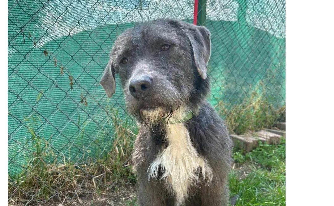 Ebrendészet és Gyepmersteri Telep Balatonfüred