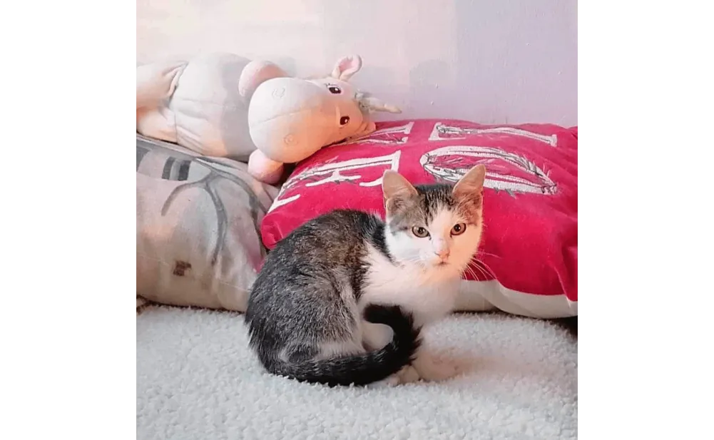 Ebrendészet és Gyepmersteri Telep Balatonfüred